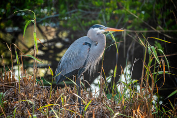 Great Blue Heron