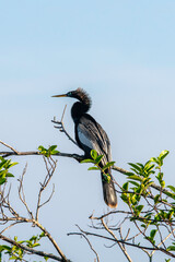 Double-crested cormorant