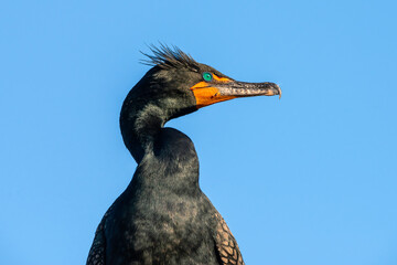 Double-crested cormorant