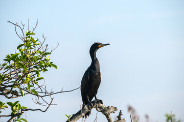 Double-crested cormorant