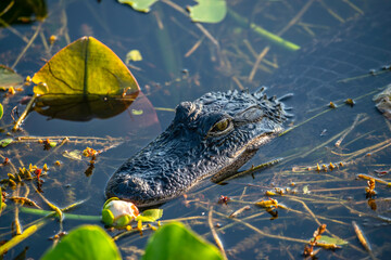 Alligator in the Everglades