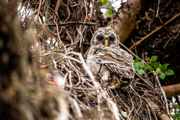 Barred Owl in a tree