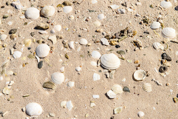 Seashells on the beach