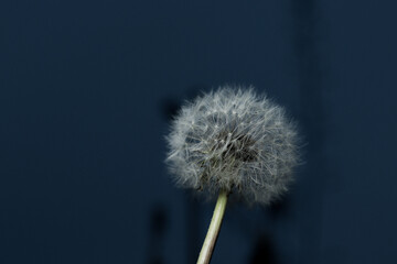 Obraz premium Single dandelion in cloudy weather in nature. Gray atmosphere