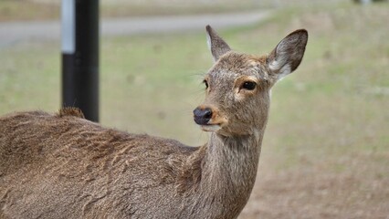 Closeup of wild deer in Nara Japan