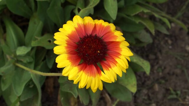 Close-up of a blanket flower (Gaillardia &times; grandiflora) blossom, blooms in vivid red and yellow daisy-like flowers with a dark center, thriving in full sun on upright stems with gray-green foliage.