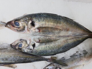 fresh fish on ice