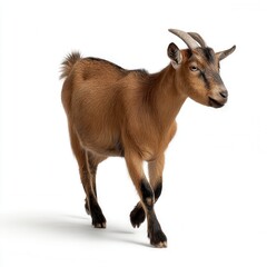 Obraz premium Alert brown domestic goat with small horns standing against white background, studio portrait of farm animal with distinctive coloring and facial markings, free copy space for text