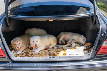 Rescue transport van with caged puppies and kittens, highlighting animal rights, pet protection,...