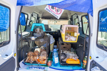 Rescue transport van with caged puppies and kittens, highlighting animal rights, pet protection, and mobile shelter operations.
