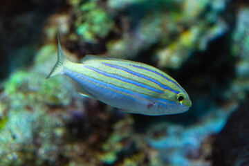 Bluestripe Snapper swimming in the aquarium