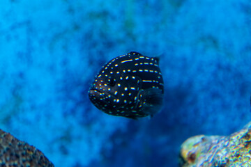 Whitespotted Grouper swimming in the aquarium
