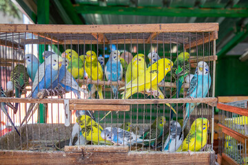 Caged Parakeets in Market Display