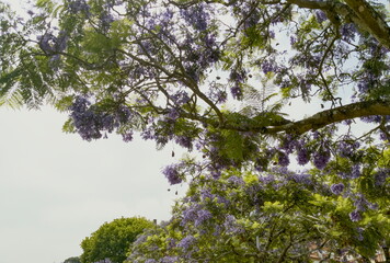branches of a tree