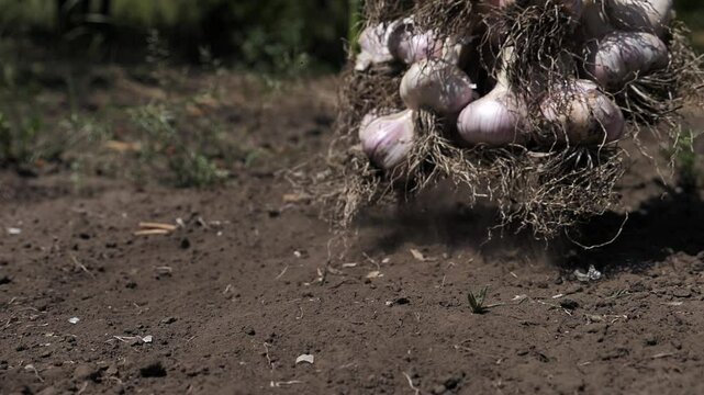 Garlic. farmer's hand picking freshly picked garlic in his garden. harvesting. Vitamins from nature. Growing and harvesting garlic