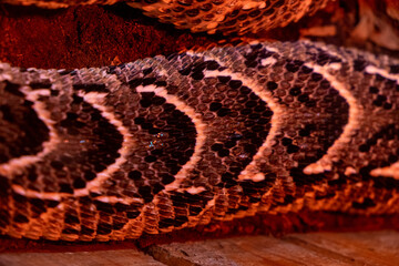 Macro close-up of a brightly colored snake's scales