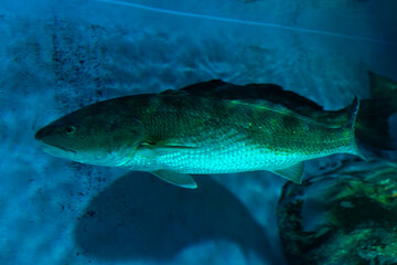 Drumfish swimming in the aquarium