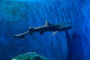 Fototapeta premium view of a shark swimming in the aquarium