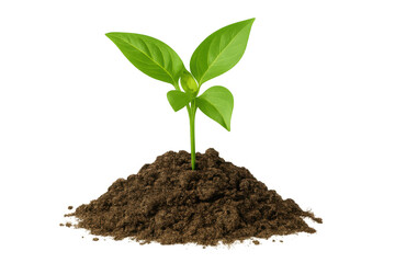 Seedling emerging from fertile soil, symbolizing renewal, vitality, developmental stages with clean isolated backdrop