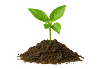 Seedling emerging from fertile soil, symbolizing renewal, vitality, developmental stages with clean isolated backdrop