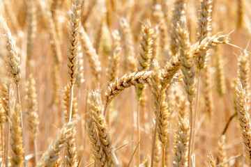 Fototapeta premium golden wheat field in summer