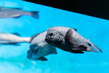 Spotted Scat swimming in the aquarium
