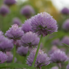 Crete Chives 