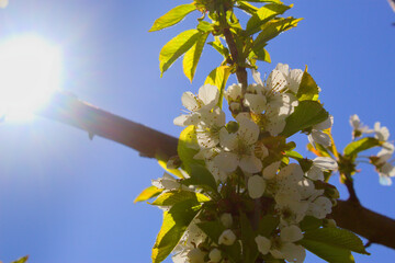 Cherry's blossom