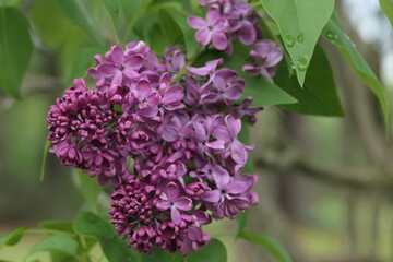 Purple Lilac