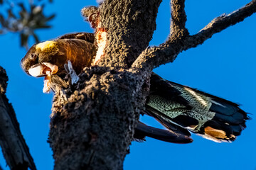 Beak and Light  - Yellow-tailed Black Cockatoo