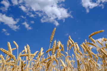 wheat field and blue sky