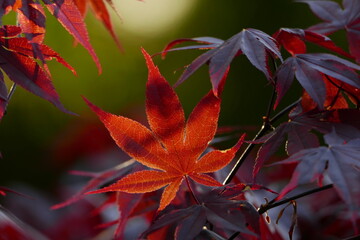 Japanese Maple leaves 