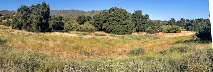 A California Farm Field now fallow with Oak Trees and groves where grass is growing in the meadow and the dry hills are in the distance