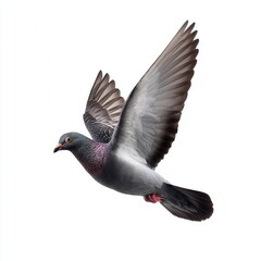 Majestic rock pigeon in mid-flight with wings fully extended against white background, showcasing iridescent purple neck and detailed gray feathers in wildlife photography