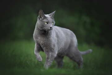 Russian Blue Cat Walking on Green Grass in Garden