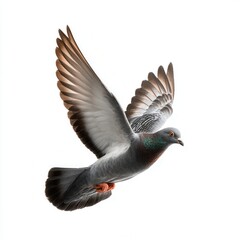Majestic pigeon in mid-flight with outstretched wings showing detailed feather pattern against clean white background, perfect for wildlife photography or bird conservation advertising