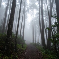 Obraz premium Dense Forest with Tall Trees Along Foggy Path in Overcast Weather