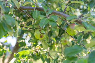 Apple Growth and Imperfection – Botanical Observation Scene