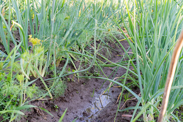 Green Onion Rows in Moist Soil. Garden Furrow After Rain