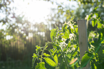 Tomato plant leaves glow in the backlight of setting sun, revealing intricate vein patterns.