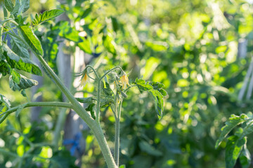 Yellow tomato flowers bloom on a sturdy green stem surrounded by lush foliage.