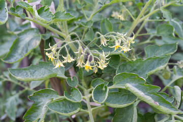 Clusters of yellow star-shaped flowers bloom on a tomato plant, nestled among broad green leaves.