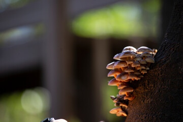 HONGOS DEL BOSQUE