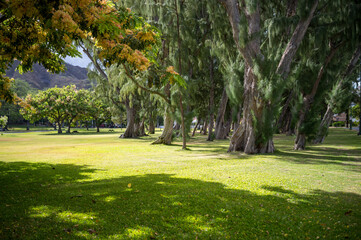 Wind Bent Norfolk Pine Trees in a Park.