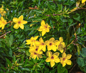 Background of Yellow Flowers on a Green Bush in Sunlight.