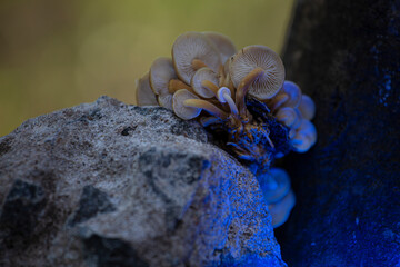HONGOS DEL BOSQUE
