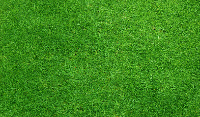 Fototapeta premium Green grass background