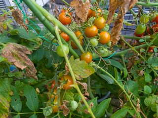 猛暑の影響で葉が枯れ始めている実が熟した夏野菜のミニトマト