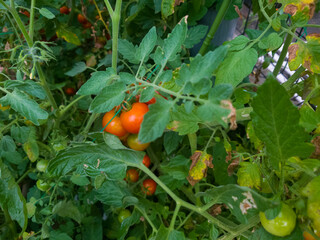 猛暑の影響で葉が枯れ始めている実が熟した夏野菜のミニトマト