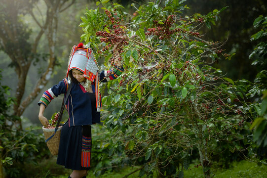 Akha woman in traditional clothing picking red coffee beans in a coffee plantation, Thailand
